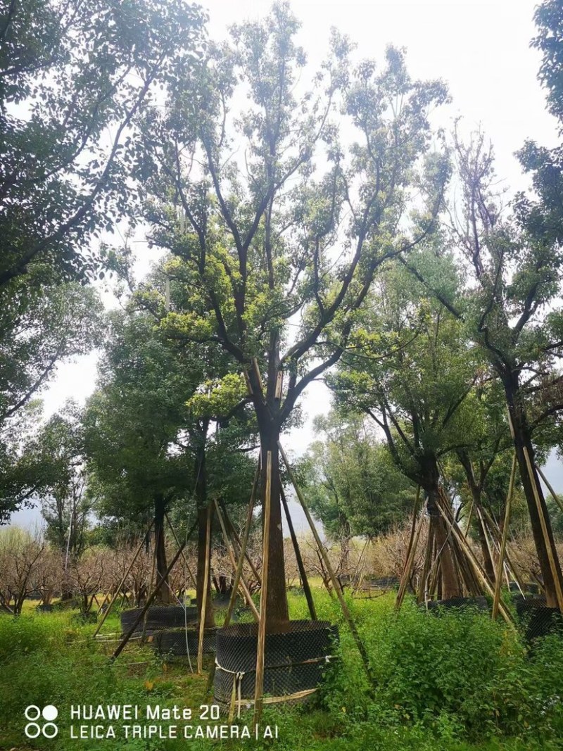 香樟树20公分原生苗香樟树种植基地农户直销