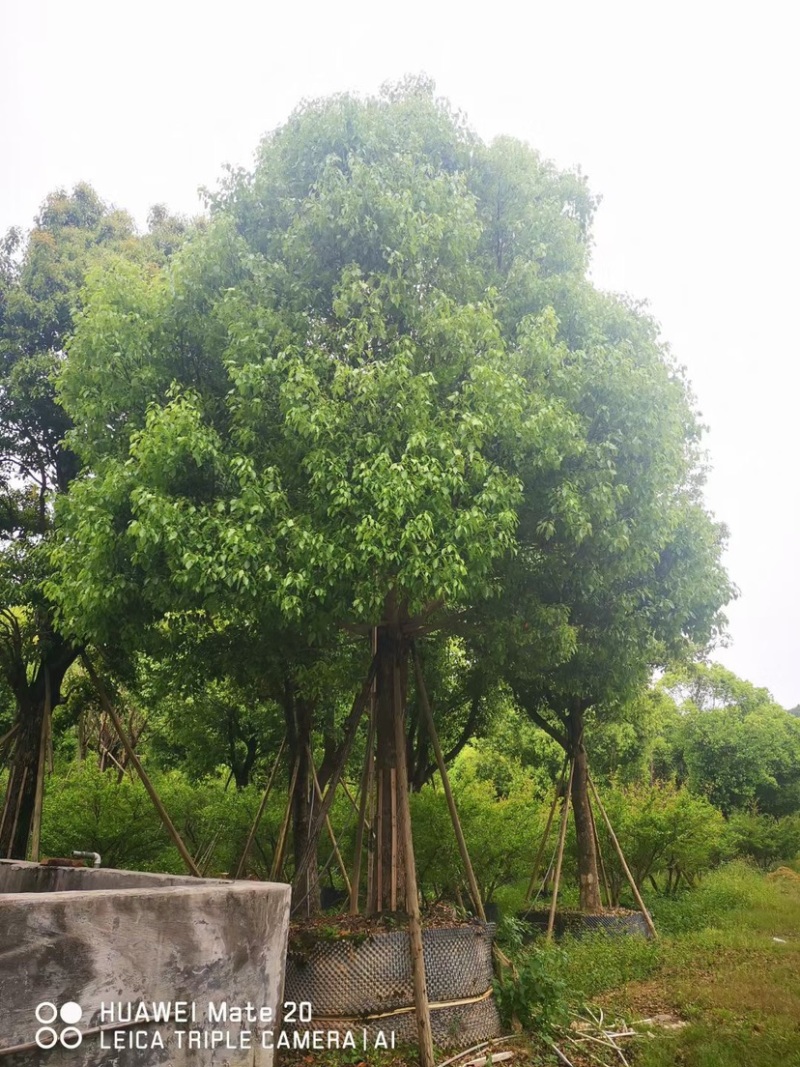 香樟树20公分原生苗香樟树种植基地农户直销