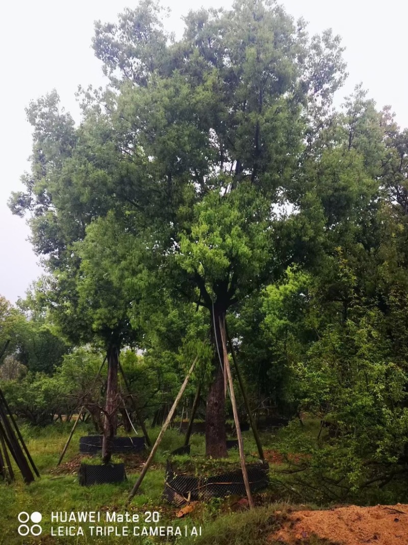 香樟树20公分原生苗香樟树种植基地农户直销