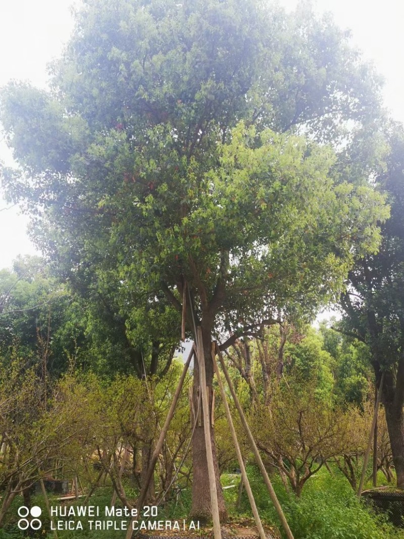 香樟树20公分原生苗香樟树种植基地农户直销