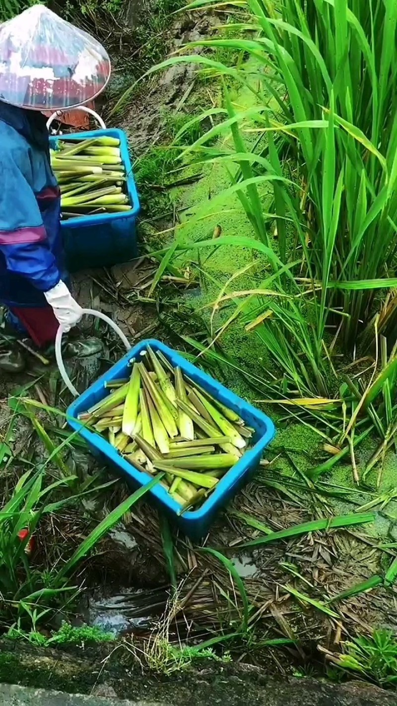 茭白苗双季茭瓜苗高笋苗。早熟6号7号8号美人茭苗种