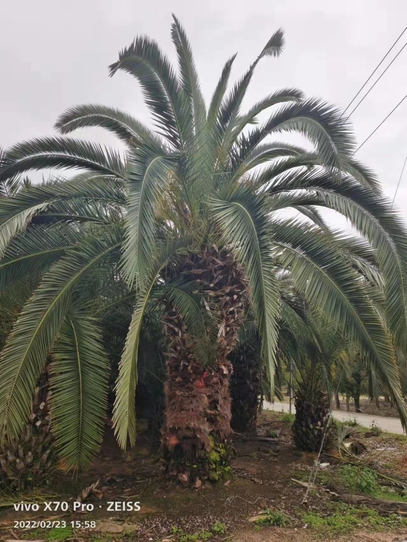 加拿利海枣哪里批发便宜加拿利海枣漳州种植基地直销价格