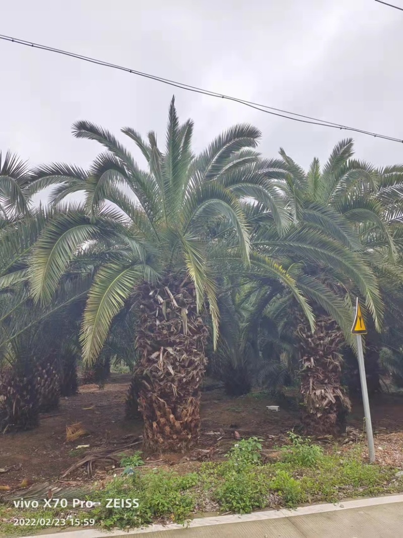 加拿利海枣全国种植基地福建精品加拿利海枣产地直销价格