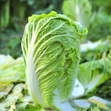 禧悦白菜种子小包头白菜种子包头白菜种子秋冬耐储存四季菜