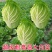 禧悦白菜种子小包头白菜种子包头白菜种子秋冬耐储存四季菜