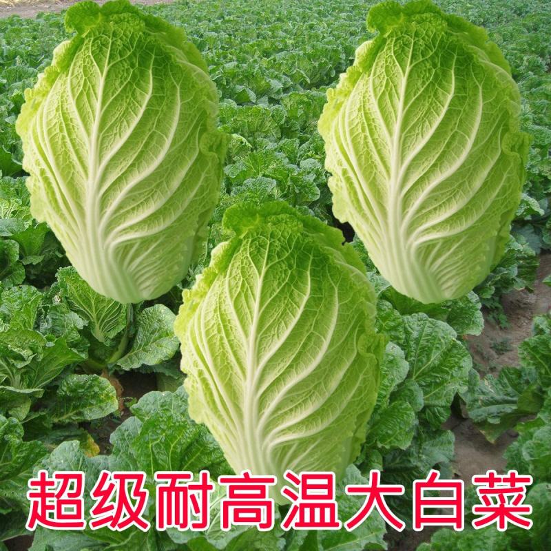禧悦白菜种子小包头白菜种子包头白菜种子秋冬耐储存四季菜