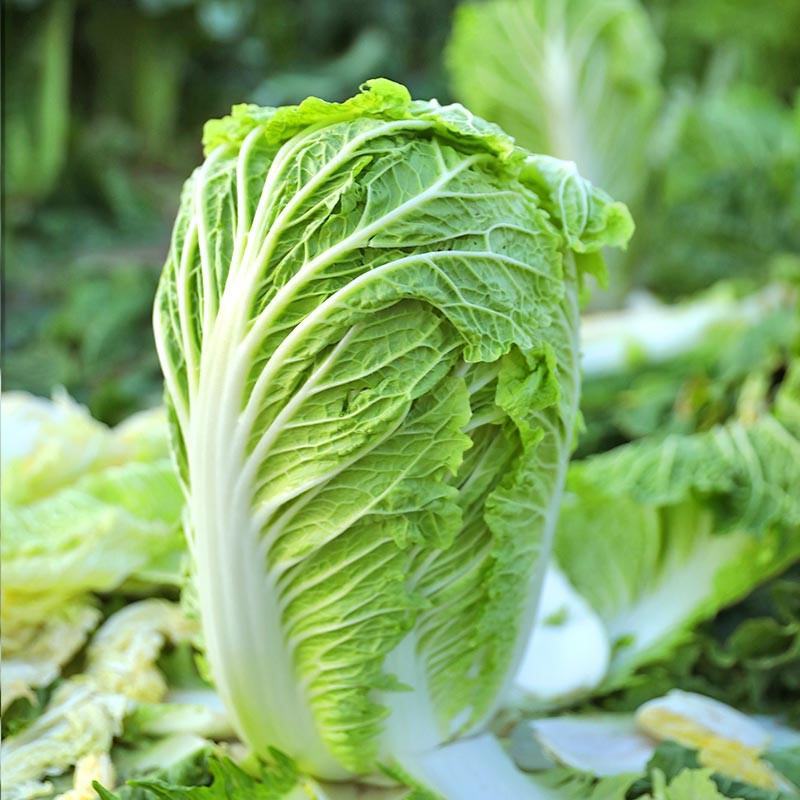 禧悦白菜种子小包头白菜种子包头白菜种子秋冬耐储存四季菜