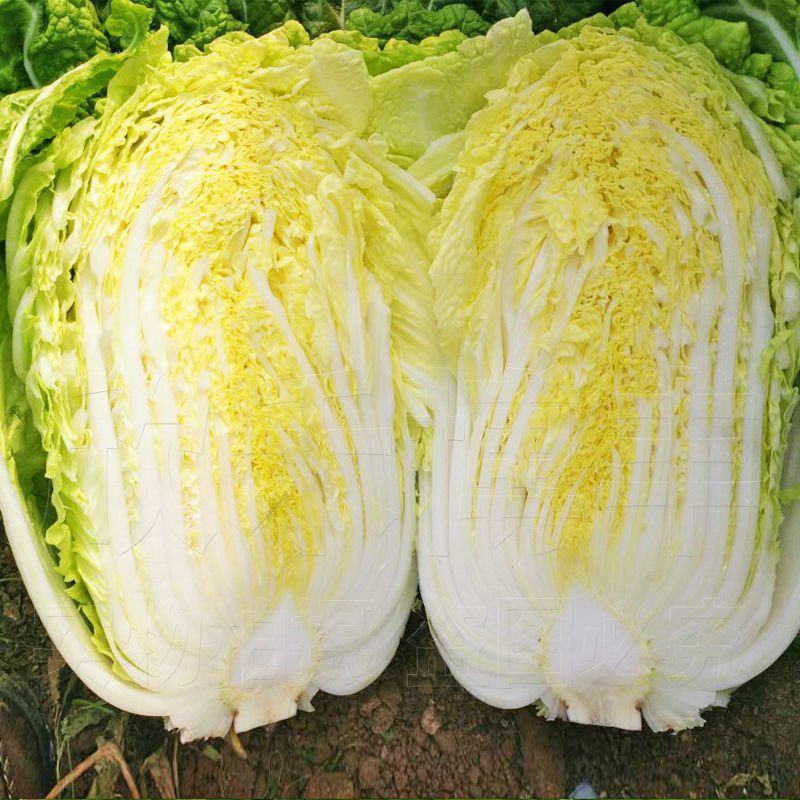 喜娃黄心白菜种子黄芯秋播大白菜种籽冬储白菜耐寒口感好