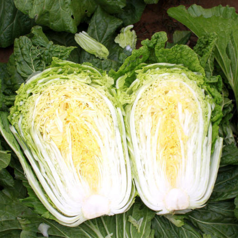 喜娃黄心白菜种子黄芯秋播大白菜种籽冬储白菜耐寒口感好