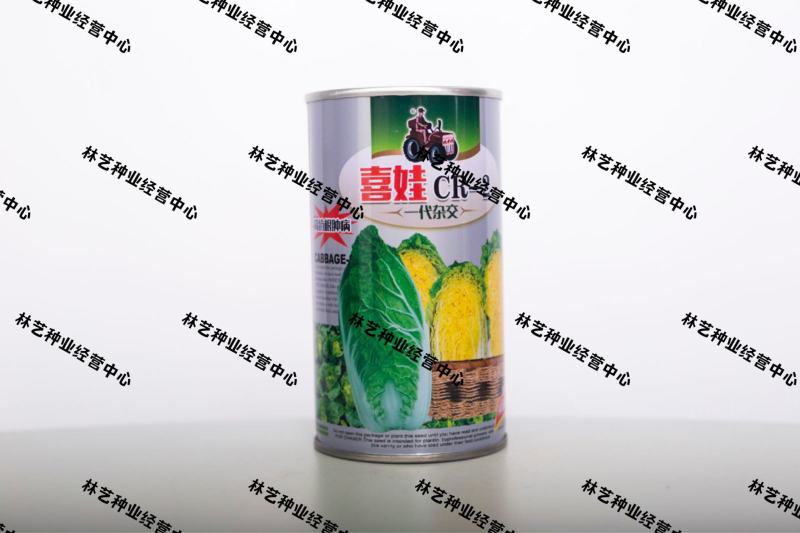 喜娃黄心白菜种子黄芯秋播大白菜种籽冬储白菜耐寒口感好