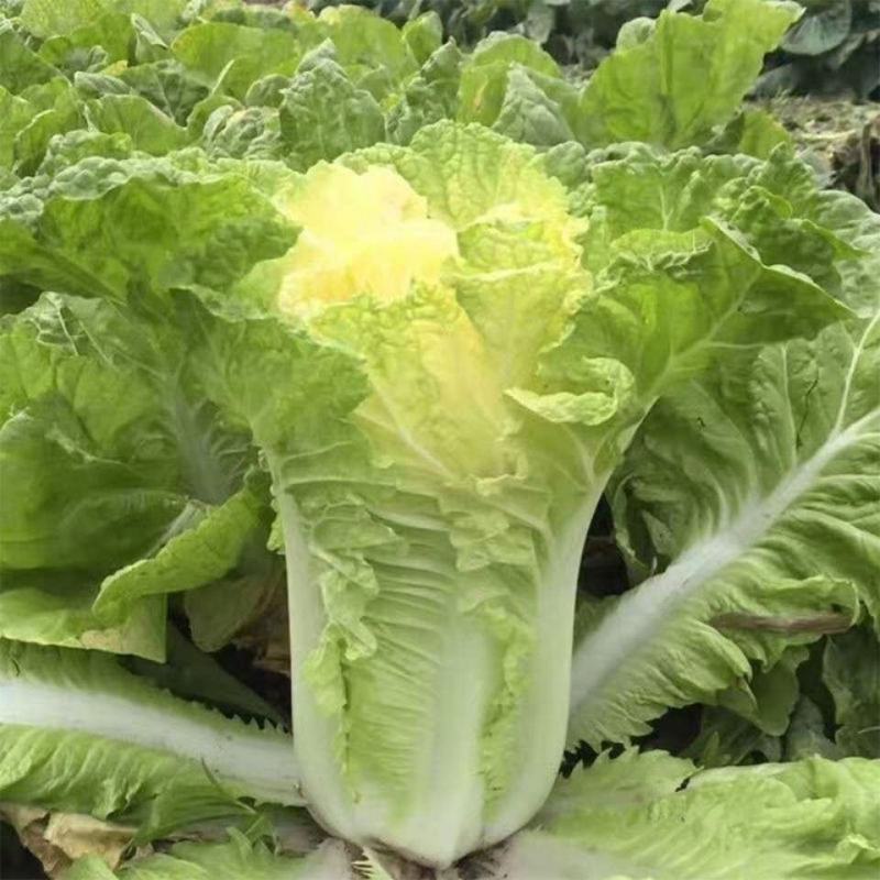 喜娃黄心白菜种子黄芯秋播大白菜种籽冬储白菜耐寒口感好