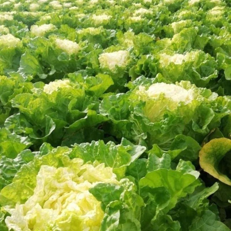喜娃黄心白菜种子黄芯秋播大白菜种籽冬储白菜耐寒口感好