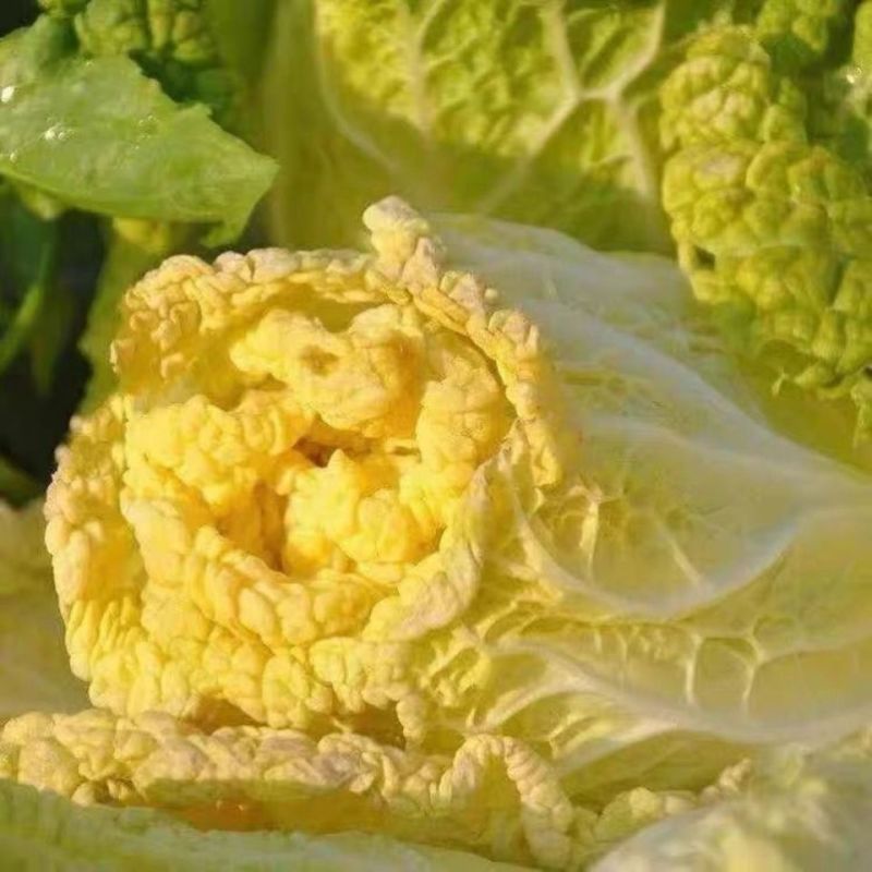 喜娃黄心白菜种子黄芯秋播大白菜种籽冬储白菜耐寒口感好