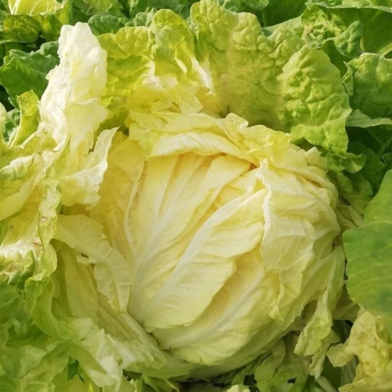 喜娃黄心白菜种子黄芯秋播大白菜种籽冬储白菜耐寒口感好