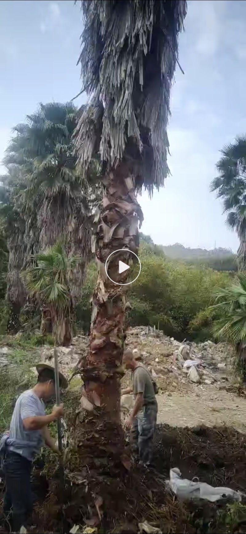 漳州老人葵精品批发价格福建老人葵种植基地批发直销