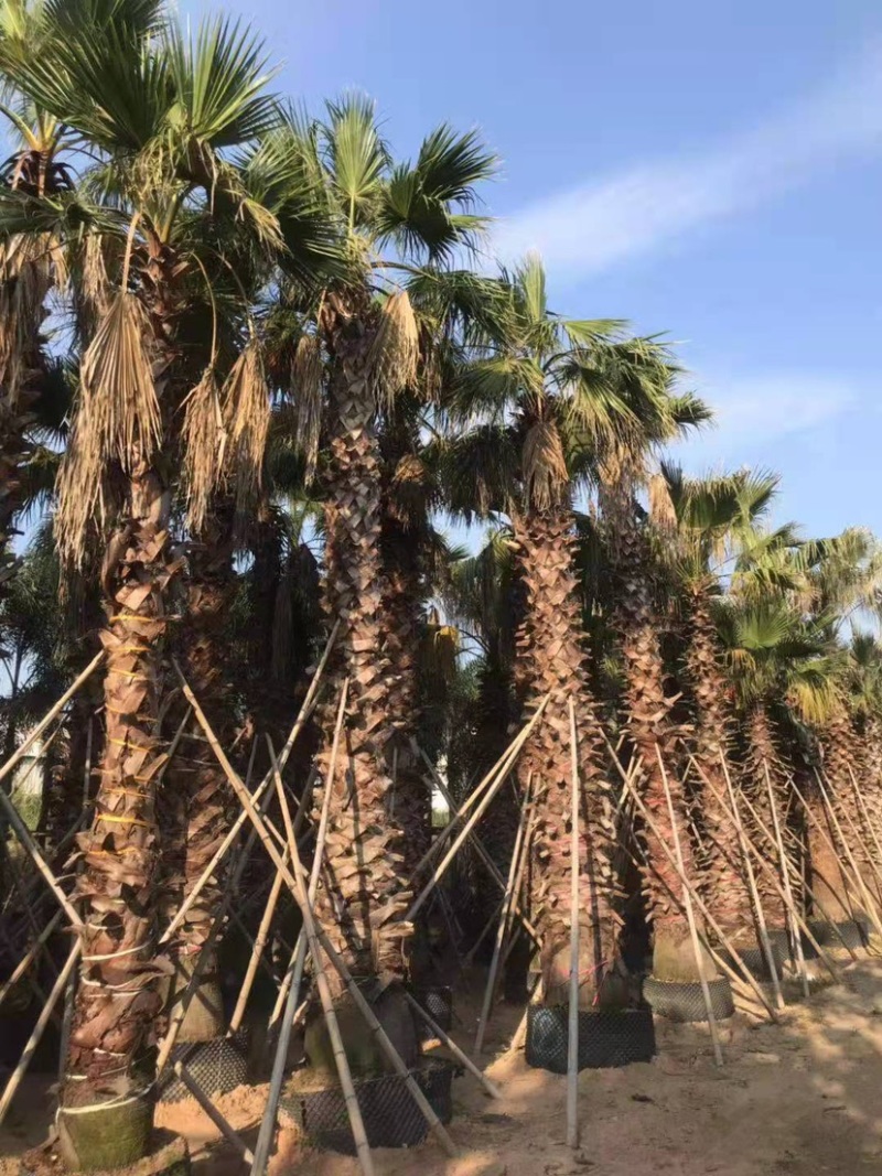 漳州老人葵精品批发价格福建老人葵种植基地批发直销