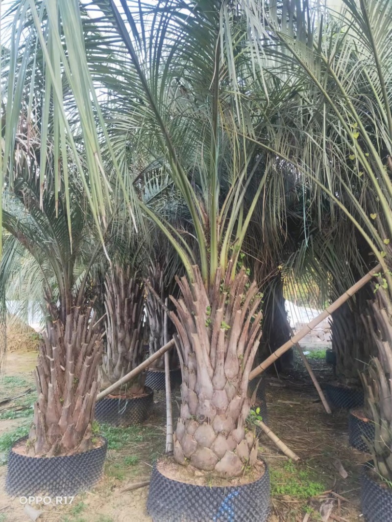 福建杆高2米布迪椰子漳州种植基地苗农批发出售
