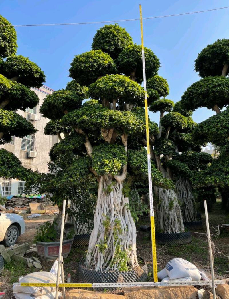 云南榕树榕树各种规格造型厂家直销欢迎前来采购