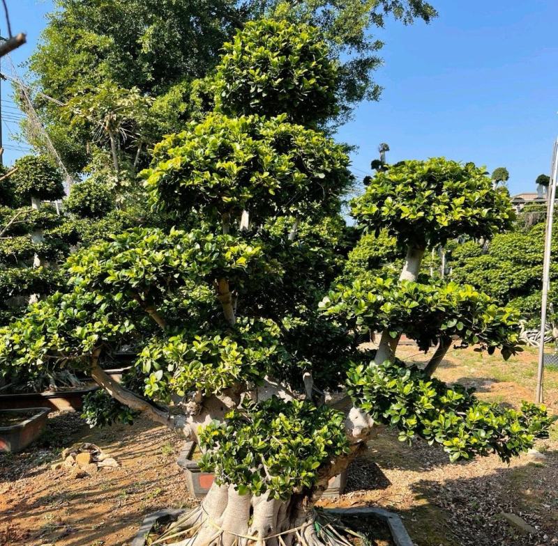 云南榕树榕树各种规格造型厂家直销欢迎前来采购