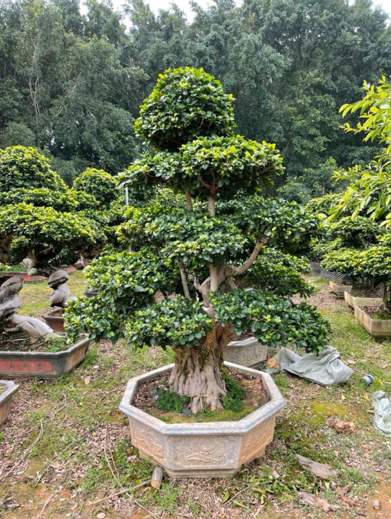云南榕树榕树各种规格造型厂家直销欢迎前来采购