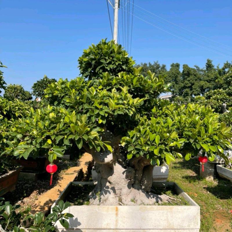 云南榕树榕树各种规格造型厂家直销欢迎前来采购