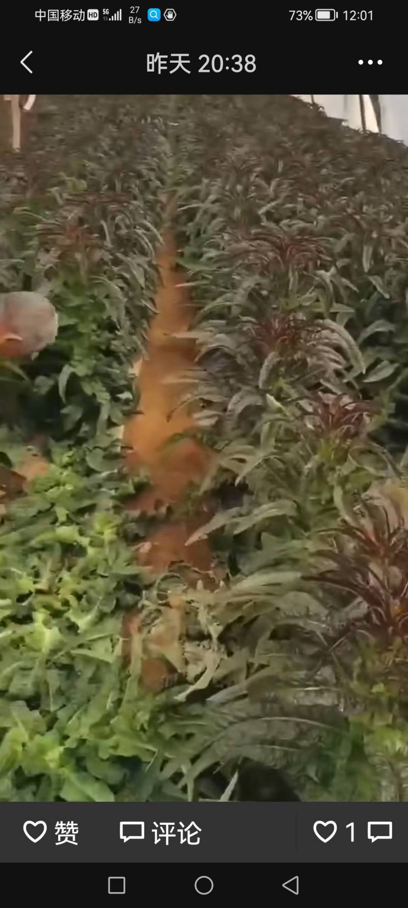甘蓝