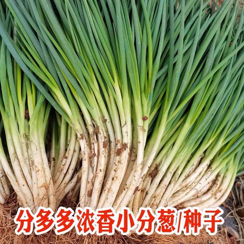 小香葱种籽四季浓香小葱种子季高产蔬菜耐寒抗倒伏小香