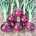 紫玉洋葱种子洋葱种籽洋葱籽蔬菜蔬菜籽南方秋播