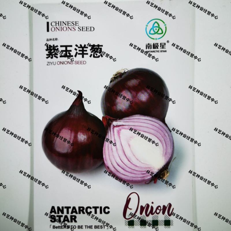 紫玉洋葱种子洋葱种籽洋葱籽蔬菜蔬菜籽南方秋播