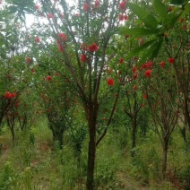 花石榴