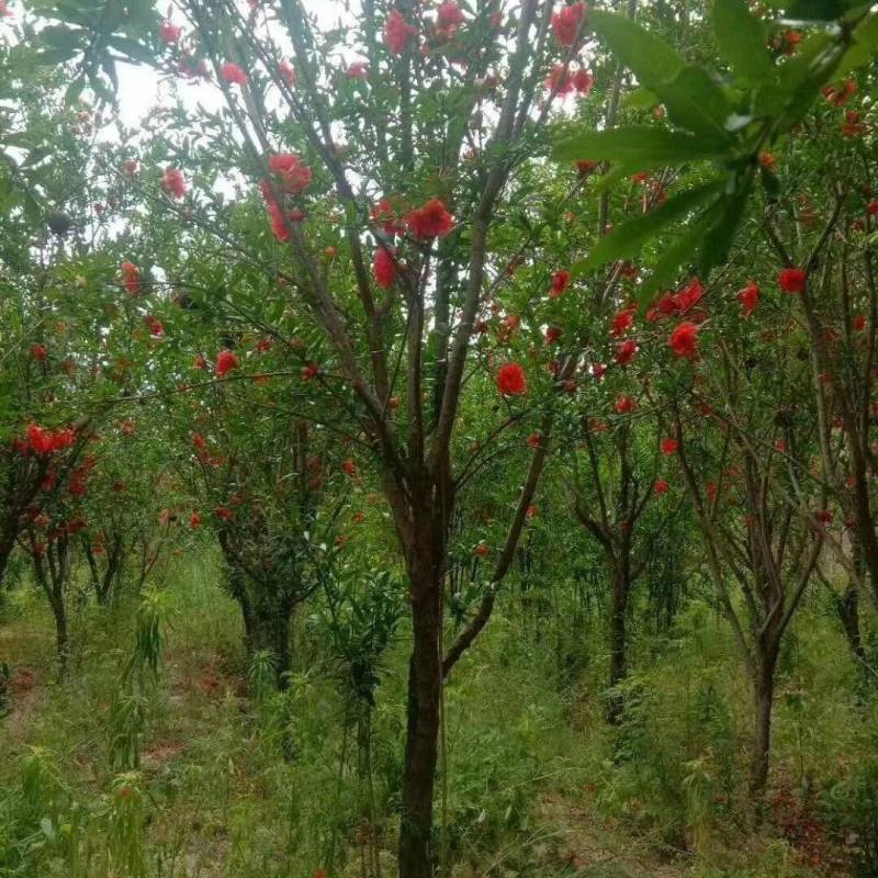 花石榴