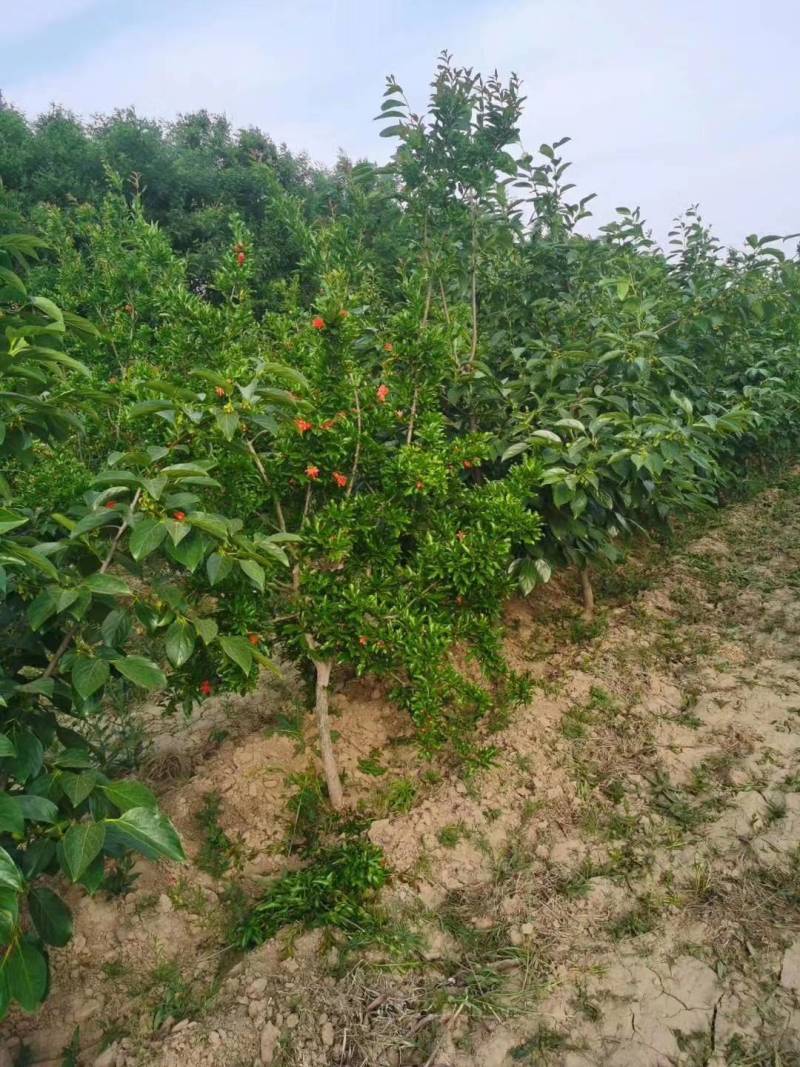 花石榴