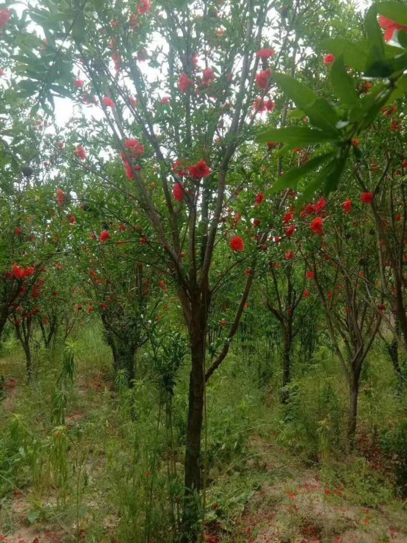 花石榴