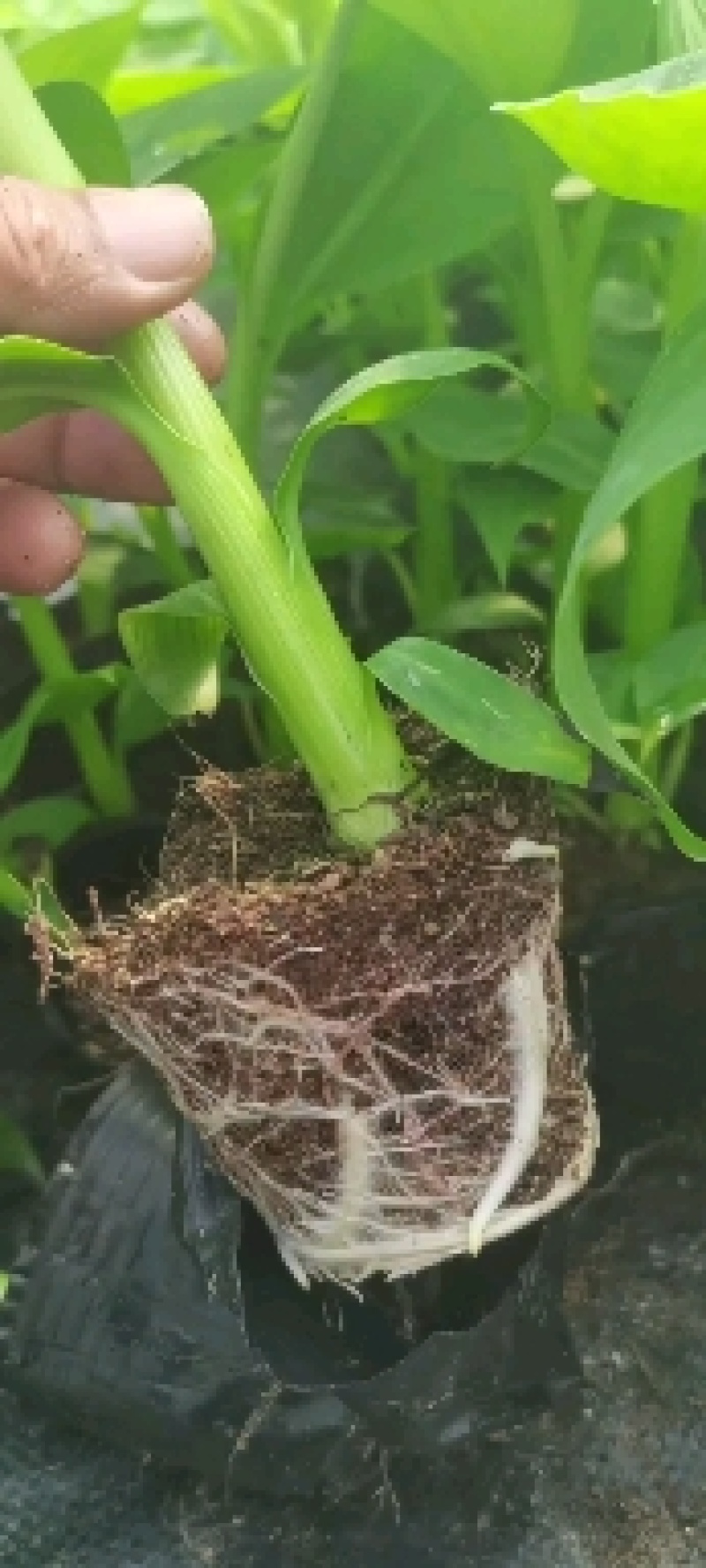 香蕉苗，芭蕉苗，桂蕉6号，威廉斯B6，桂蕉一号，巴西蕉苗