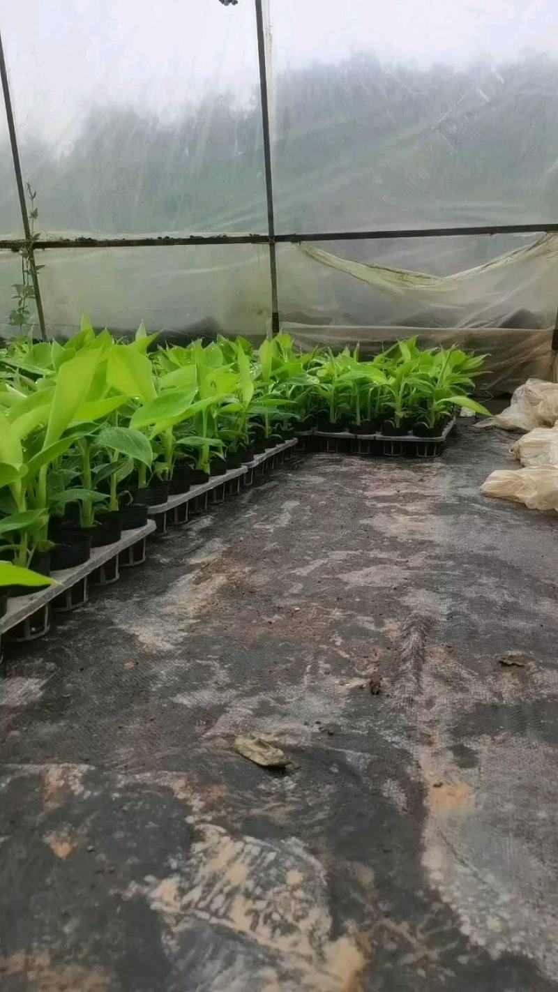 香蕉苗，芭蕉苗，桂蕉6号，威廉斯B6，桂蕉一号，巴西蕉苗