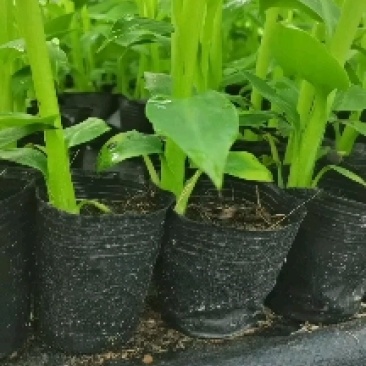 香蕉苗，芭蕉苗，桂蕉6号，威廉斯B6，桂蕉一号，巴西蕉苗