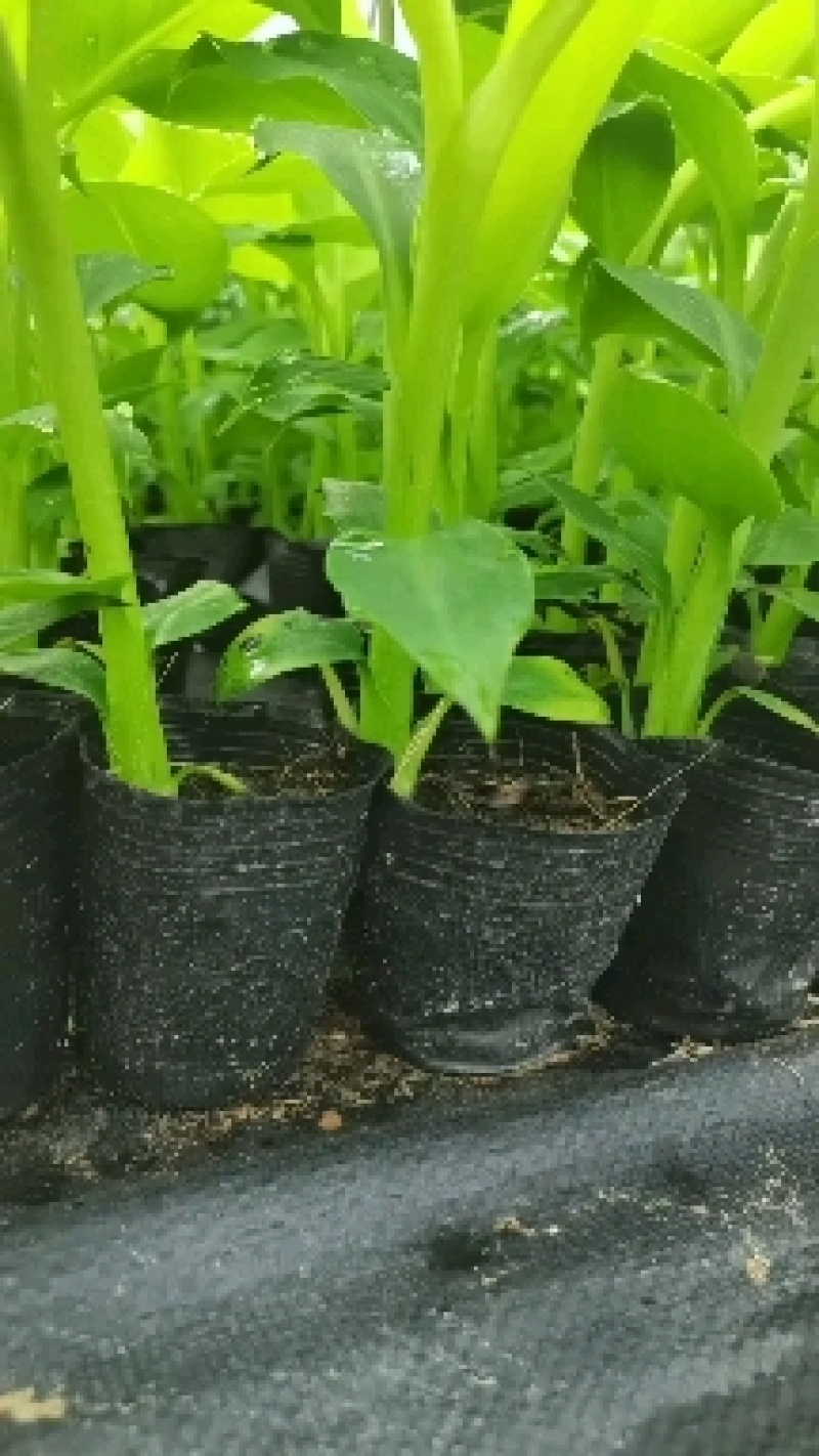 香蕉苗，芭蕉苗，桂蕉6号，威廉斯B6，桂蕉一号，巴西蕉苗