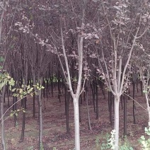 紫叶李