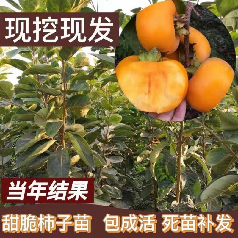 柿子苗嫁接柿子树苗脆甜柿子苗耐寒盆栽地栽南方北方种植当年