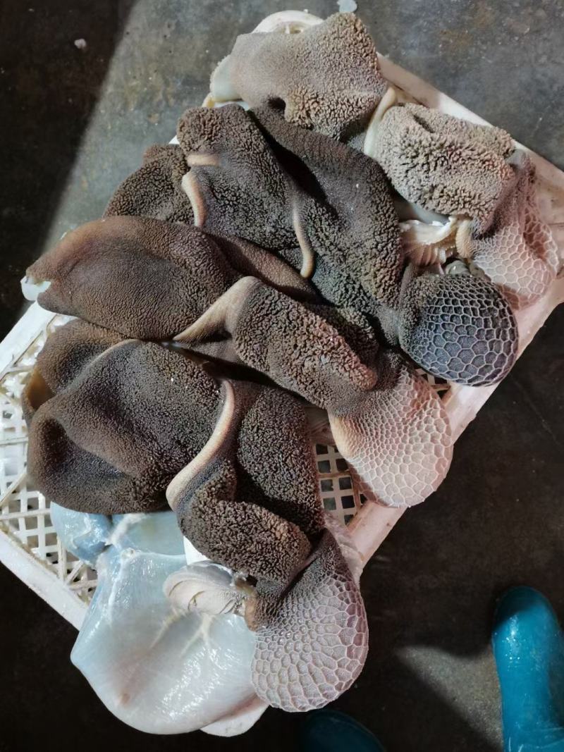 （熟羊肚）（价格便宜）免洗羊毛肚黑黄箱装自己加工厂