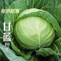 蔬菜种子甘蓝种子包菜邢蔬128号老品种卷心菜籽春