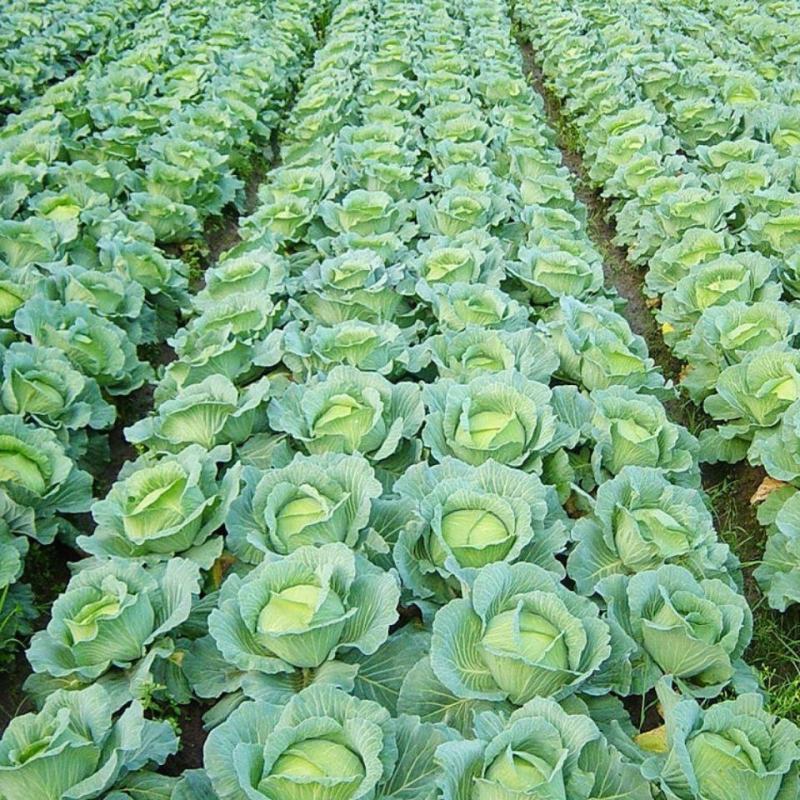 蔬菜种子甘蓝种子包菜邢蔬128号老品种卷心菜籽春