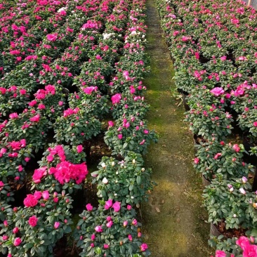 西洋杜鹃福建省种植批发基地有需要的联系我