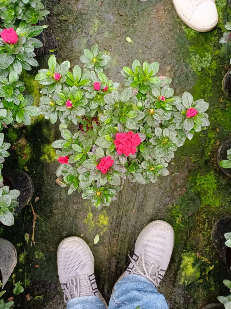 西洋杜鹃福建省种植批发基地有需要的联系我