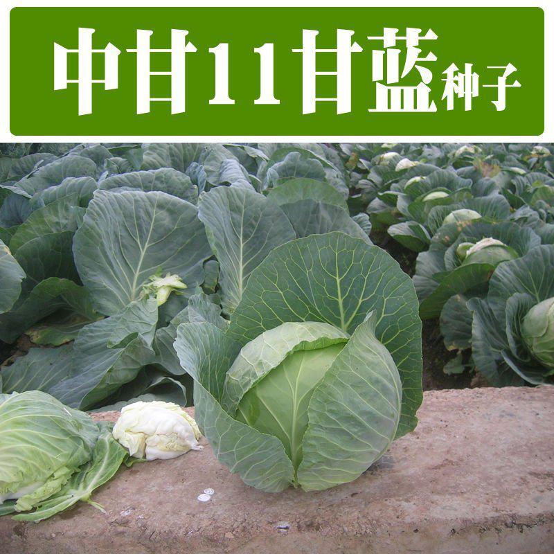 中甘十一甘蓝种子高产量包心菜卷心菜白菜种子籽抗寒大田盆栽