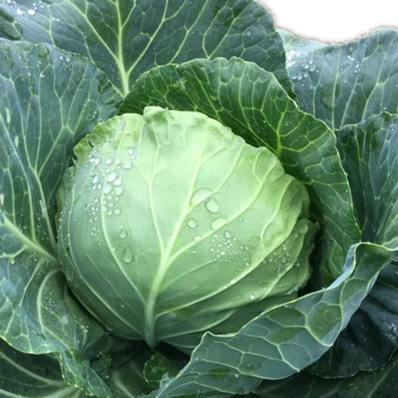 中甘十一甘蓝种子高产量包心菜卷心菜白菜种子籽抗寒大田盆栽