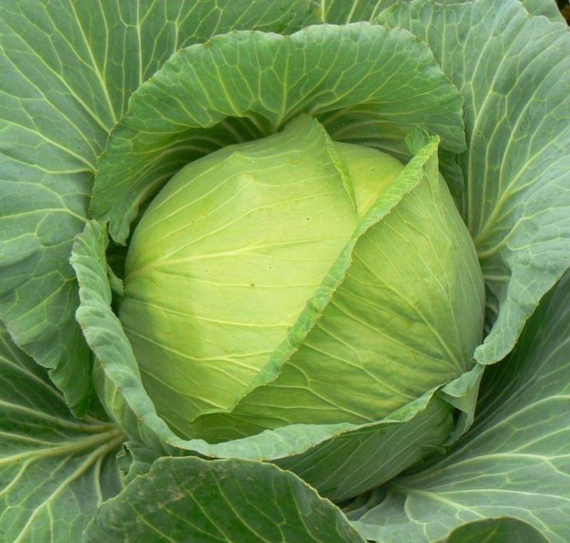 中甘十一甘蓝种子高产量包心菜卷心菜白菜种子籽抗寒大田盆栽
