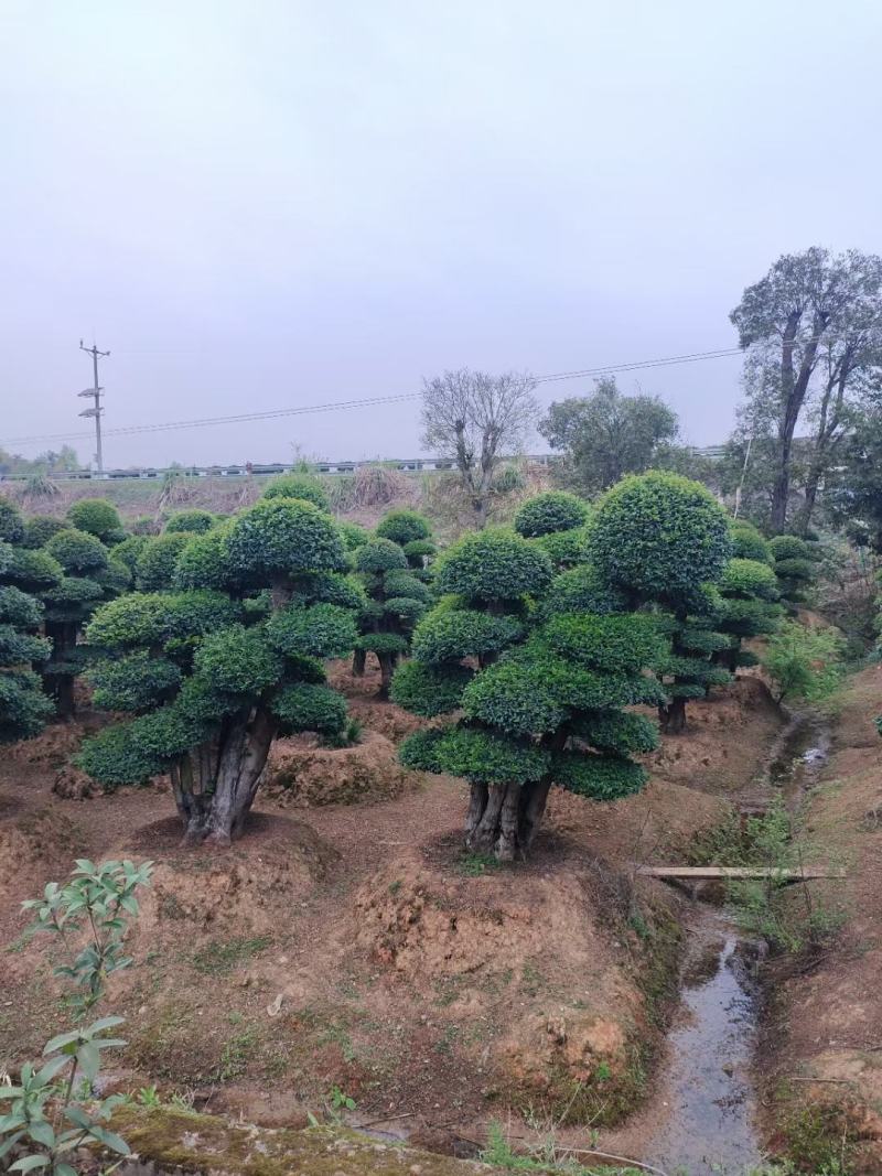 【推荐】造型罗汉松大量现货供应，树型优美价格优惠