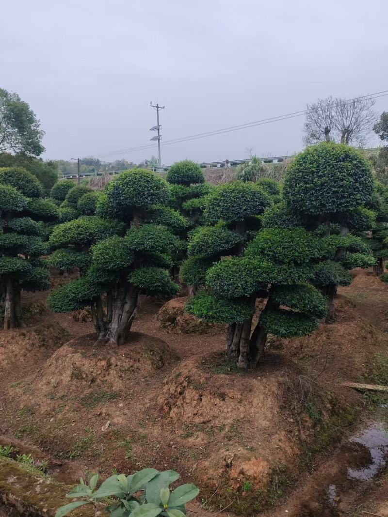 【推荐】造型罗汉松大量现货供应，树型优美价格优惠