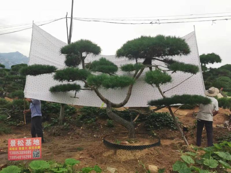 红花继木桩大量现货，欢迎新老客户来实地看苗下单，交通方便